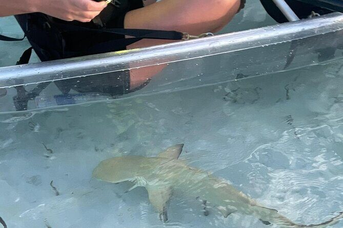 3hr Clear Kayak Tour of Mangroves, Marine Life and Iguanas - Iguana Island: Meeting Endangered Rock Iguanas Without the Rush