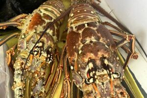 4HR-Halfday Private Fishing Tour in Gracebay - What you’re actually fishing for
