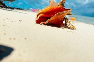 4HR Private Half-day Boat in Gracebay - Where You Go: Reefs, Cays, and Those Big-Name Animals