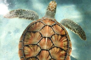 Clear Kayak Tour in Turks & Caicos Islands - What you get for $115: gear, snacks, and comfort