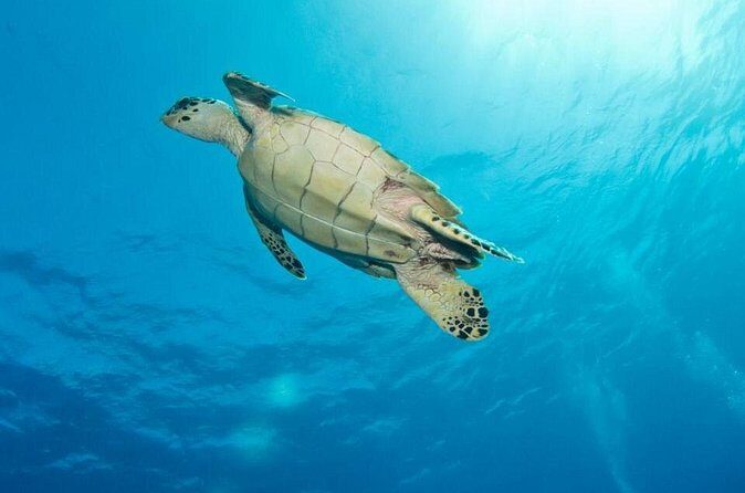 Exclusive Supreme Snorkeling Tour - Who Should Book This Tour (and Who Should Skip It)