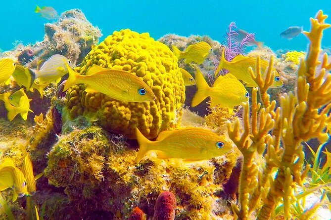 Grand Turk - Amazing Wall Snorkeling Tour - The Grand Turk Wall: why this snorkel feels different