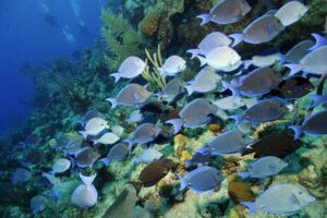 Grand Turk - Amazing Wall Snorkeling Tour - On the water in a small group: what you’ll do during the ~2 hours