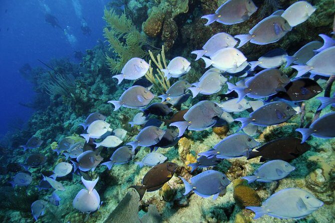 Grand Turk - Amazing Wall Snorkeling Tour - On the water in a small group: what you’ll do during the ~2 hours