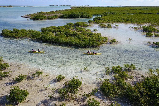 Kayak Eco Tour - Timing Reality: High Tide Controls Your Departure