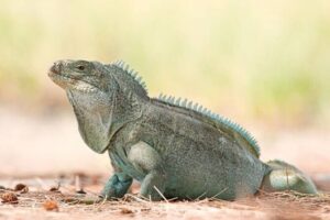 Mangrove Cay and Iguana Island Tours - Mangrove Cay channels: sharks, stingrays, conch, and bird life