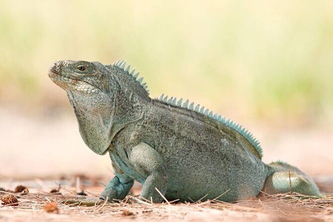 Mangrove Cay and Iguana Island Tours - Mangrove Cay channels: sharks, stingrays, conch, and bird life