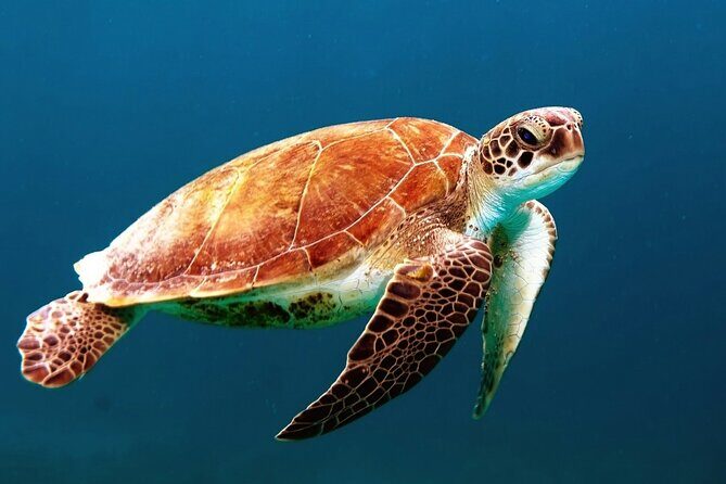Mangrove Cay And Iguana Island Venture In Turks And Caicos Island - Key Highlights You’ll Care About