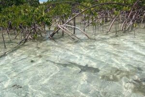 Mangrove Clear Kayak Tour - The First Steps: Equipment, Clear Kayaks, and a Calm Start