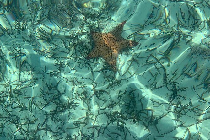 Mangrove Clear Kayak Tour - Timing That Feels Right: How Two Hours Plays Out