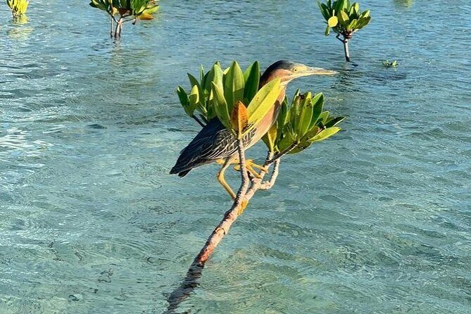Mangrove Clear Kayak Tour - Value for $125: Is It Worth It in Turks and Caicos?