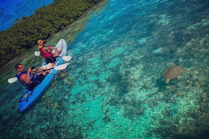 Mangrove & iguana Tour - Key things to know before you go