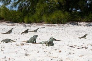 Morning Half Day Cruise from Providenciales with Snorkeling and Iguana Island - Snorkeling in Turks and Caicos: Coral, Fish, and How the Crew Handles Conditions