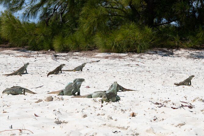 Morning Half Day Cruise from Providenciales with Snorkeling and Iguana Island - Snorkeling in Turks and Caicos: Coral, Fish, and How the Crew Handles Conditions