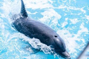 Private Boat Tours to outer islands, snacks drinks- snorkel- cruise! - Your route: Grace Bay water, outer islands, and Iguana Island