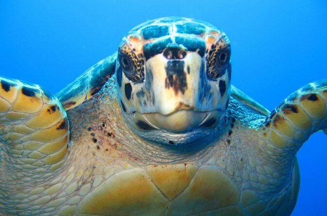 Snorkel Eco Tour - Eco-focused, without the lecture
