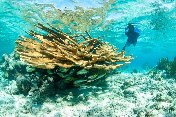 Snorkel Eco Tour - The 4-hour rhythm: how you fit in three north-shore reef stops